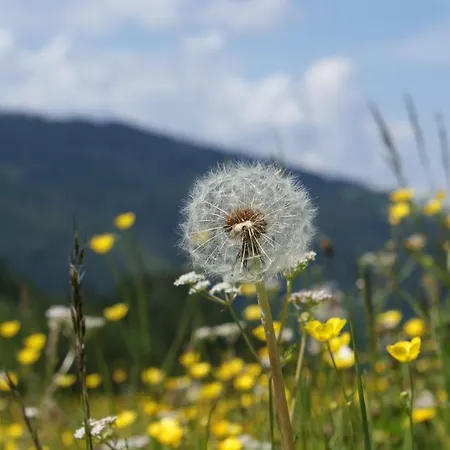 아파트 Landhaus Kurzenhof 라드스타드트